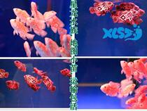 Middle Large Tropical Fish Ornamental Fish Freshwater Fish Black Map Fish White Map Fish Piglet Pet Fish Living Seedlings