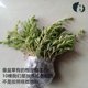 Authentic vertical potted grass potted edible hypoglycemic grass seedlings nourishing the liver and protecting the liver green plant balcony indoor and outdoor freeze-resistant package