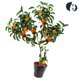 Sand sugar orange saplings ground planting potted plants in the south and north planting orange saplings citrus fruit tree fruit seedlings grafted sugar orange