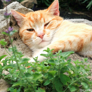 盆栽猫薄荷种子苗可食用幼苗猫草留兰香柠檬四季草种孑子种 种根