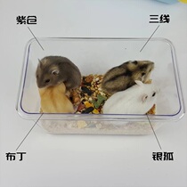Selected small hamster living things pet cub baby golden silk bear living paparazzi have been vaccinated couples a couple of cages
