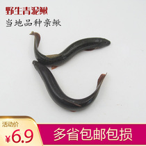 Species of loach green loach white belly puree Fresh Loach Fish Round Loach Fish Pond Loach Fish Fry Fresh And Fresh Fish Fry The Fish Fry.