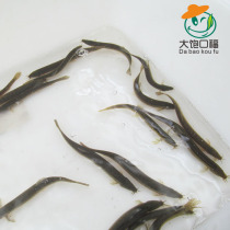 Small mud loach fry Fishing Round Clay Loach Living Alive Fresh Green Loach Fishing Taiwan Clay Loach Breeding Feed Fish Night Fishing Loach Fish