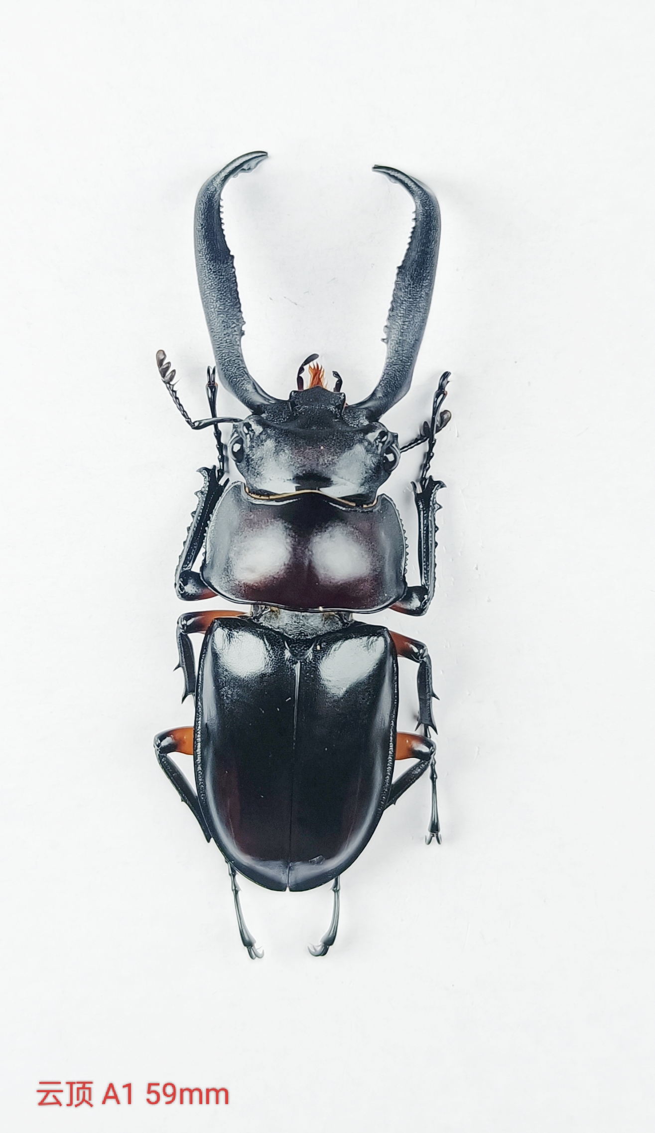 銅製甲虫　7cm 甲蟲神社Beetle Interaction Studio (@dynastes_neptunus_beetle