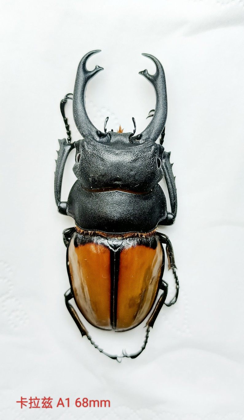 カステルナウツヤクワガタ 標本 【公式通販】