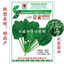 San Nice imported Royal 8933 spinach imported high-grade high-yield anti-disease large leaves Data for 400g