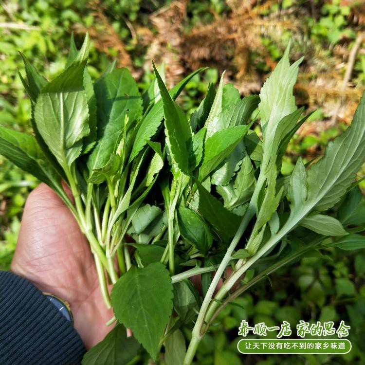 Fresh bitter vegetables bitter and bitter pinch of wild vegetables to eat cool Wenzhou Teishun One store now is now off sale for 250 gr