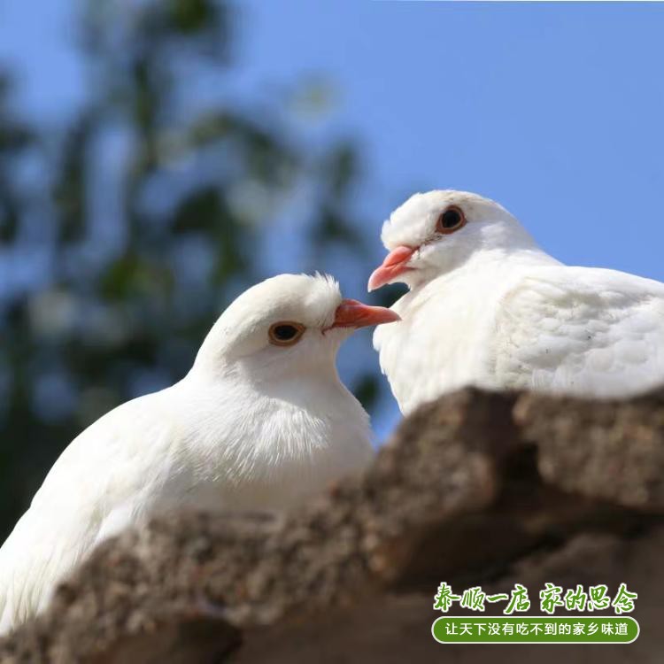 Farmhouse Loose Breeder Pigeon Taishun Speciation First Store Earth Dove Milk Pigeon Grass Pigeon Fresh Dove Meat Toddler Moon-Taobao