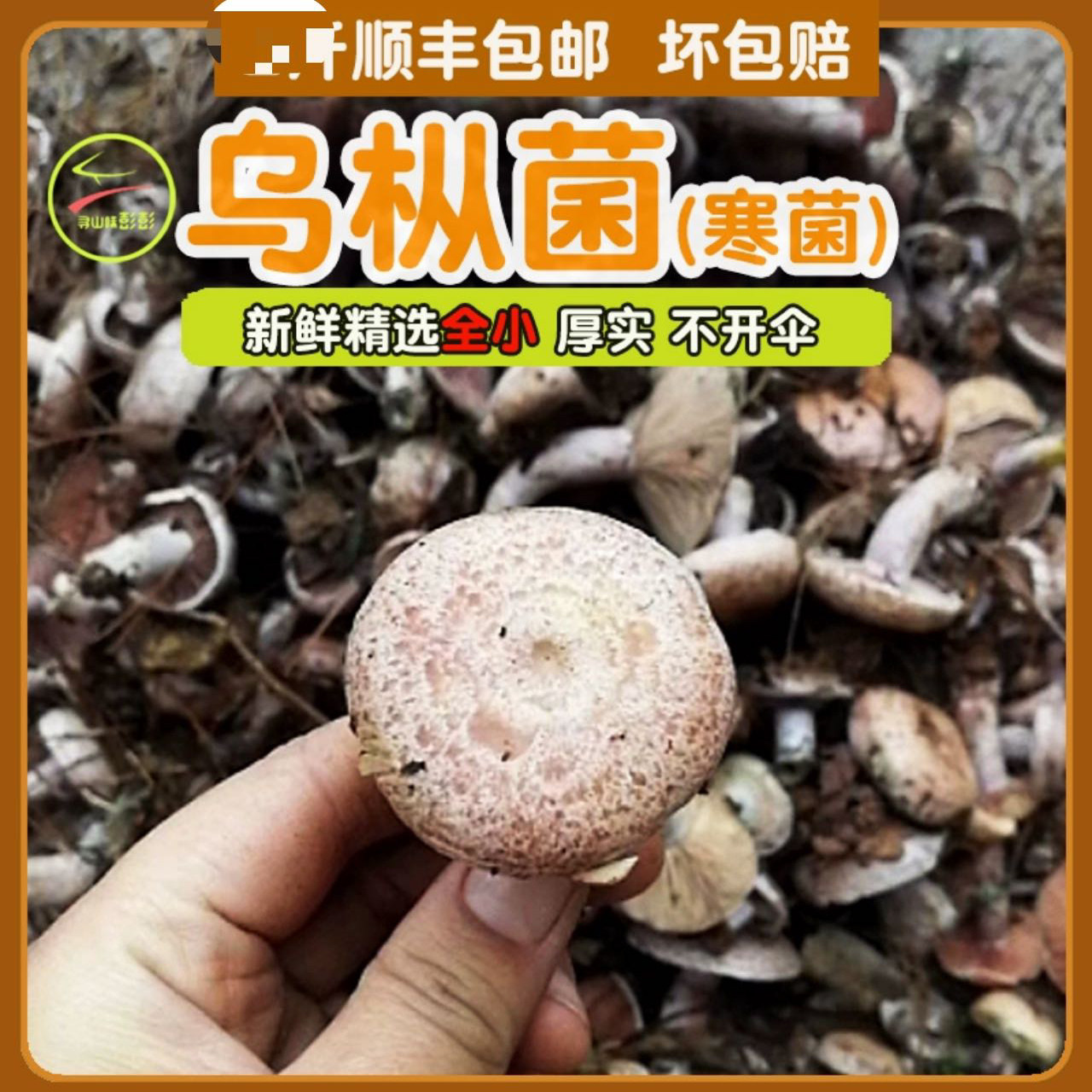 新鲜野生菌松树菌枞树菇乌枞菌寒菌松乳菇三九菇：解锁森林的秘密，尝鲜必备！-新鲜松茸-淘宝百科网