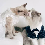 Кошачья ткань