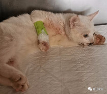 (Cherry and little mouth) The story of the life and death of two Meow cats (not for sale no physical object)