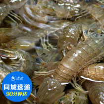 Live pipa shrimp Skin shrimp rich shrimp male and female aquatic set urine shrimp seafood crabapple shrimp