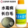 Strong water mildew net elimination mold fungicide control water mildew turtle white hair Water mildew gill mildew turtle long hair