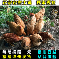 Authentic native chicken rural farmhouse walking chicken fresh child chicken free-range running mountain rooster small hen stupid chicken