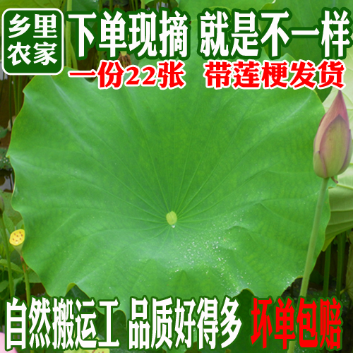 Now Remove Fresh Lotus Leaf With Stem Lotus Leaf Flower Arrangement Decoration Whole Zhang With Rod Lotus Leaf Tea Lotus Leaf LOTUS LEAF RICE MEAL STOCK 22 ZHANG
