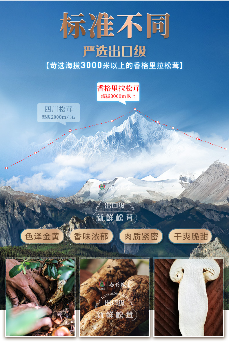 云南白药 出口级 云南野生鲜松茸礼盒 500g 6-8cm 图2