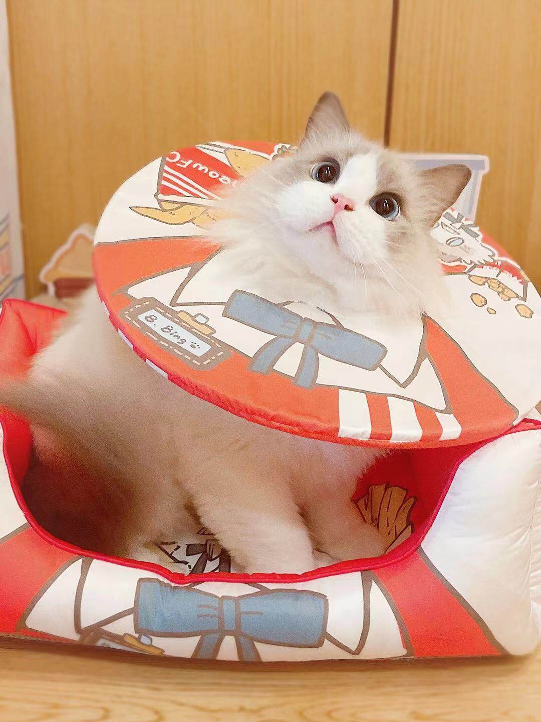 Small Kitty's Nibbling Chicken ~ Couch Spat Chicken Super Light Chicken ~ Spot 3 Days Hairless And No Change