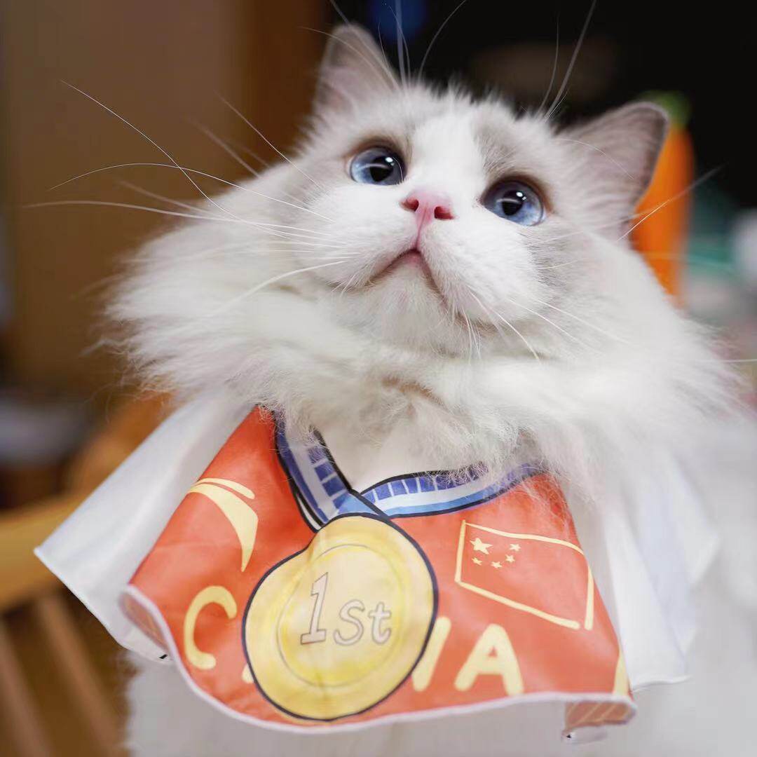 Kitty kitty is all the first spit chicken (spot 3 days hair)