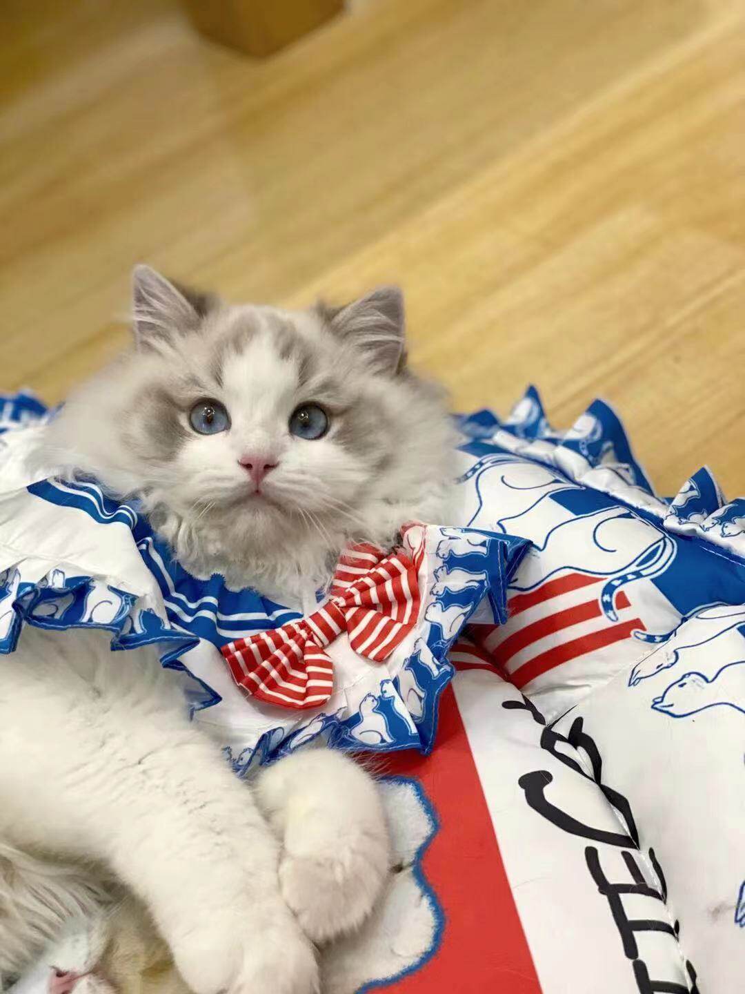 Large white cat milk sugar chicken (temporary spot not retreat