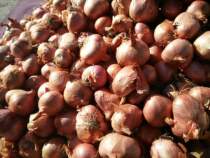 The New northeast old variety of small scallions farmers stupid scallions scallions scallions scallions 3 58 yuan and a half catties