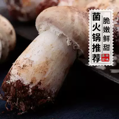 2021 fresh Agaricus blazei Yunnan specialty delicious mountain rare edible mushroom wild fungus vegetarian hot pot 500g
