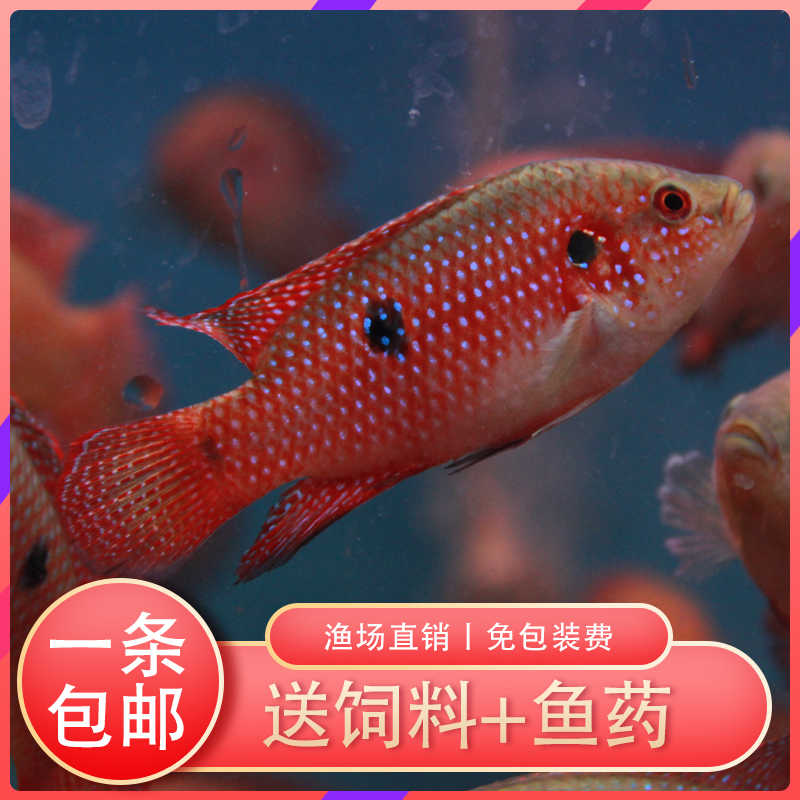 观赏鱼红宝石鱼马尾鲷蓝宝石短鲷血钻红宝石球活体中型鱼