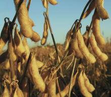 更重要的是，消费者正在逐渐将肉类消费从猪肉转向鱼类和鸡肉等替代蛋白质，这些蛋白质的生长需要更少的饲料。白肉通常被认为更便宜...