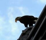 就在美联储宣布将停止加息几天后，债券市场迅速消化了美联储今年将降息的预期。这让许多投资者感到意外，但如果历史可以作为参考的话，就本不应该如此...