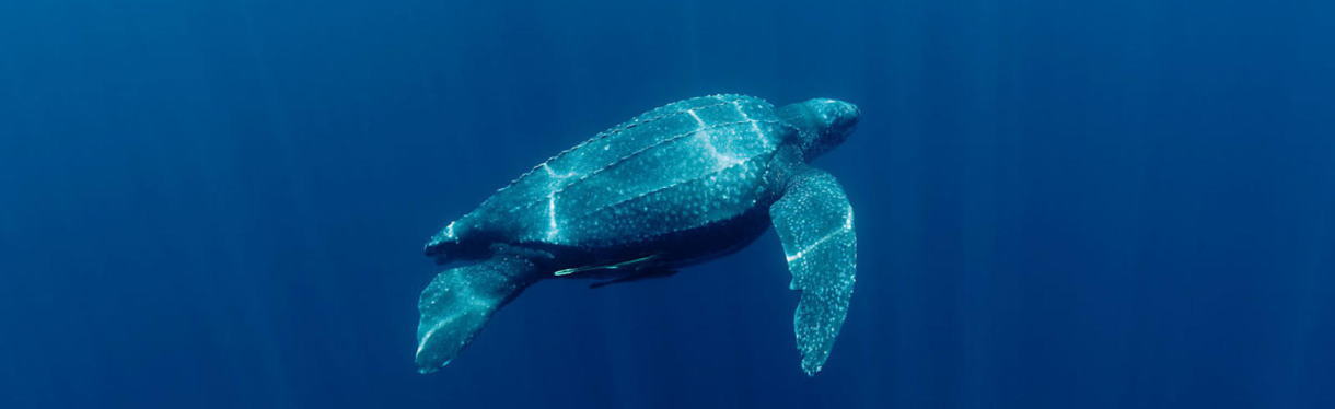 嘉信盈泰内盘期货标准投资账户，嘉信盈泰内盘期货投资顾问，嘉信盈泰公司正规吗