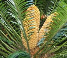 由于利润降低，印度11月棕榈油进口量较上年同期下滑8%，为五个月来最低水平；豆油对市场更具吸引力