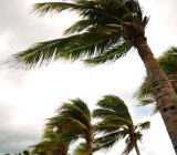 据美国国家飓风中心称，多里安（Dorian）飓风预计将增强为本季度袭击美国东南部...