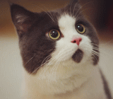 早间先导API数据利空，油价平开后震荡走升，随后跌势展开，欧市跌势加速，美国小非农数据发布后油价跌幅走阔。EIA数据发布前，狙击数据的资金逐步入场，油价小幅攀升。22:30数据发布，油价瞬间拉升60个点，最高升至46.44美元，随后直线跳水，最低至45美元关口跌稳后展开震荡