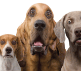 今日是EIA交易日，API先导数据、尼日利亚、减产起纷争，美元指创新高，利空叠加，油价亚盘震荡收窄，欧盘从高回落，即将进入美盘交易时间，油价已多次下测49美元整数关口，整数有买盘支撑，反弹有强势抛盘，震荡逐渐收窄