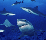 “新债王”冈拉克在2018年战略投资会议上表示，我们目前处在一个“关键时刻”，现在还不是对经济或市场高度自信的时候。 他指出，美国...