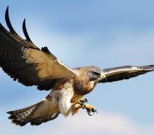 在美国加大刺激力度的背景下，世界经济前景的乐观情绪重燃，不等美联储加息，新兴市场恐已按耐不住