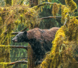 有着“债王”之称的比尔·格罗斯近日表示，债券市场在经历25年的牛市后，终于进入熊市。周三，长短期美债收益率均创新高。2年期美国国债收益率最高涨至1.985%...