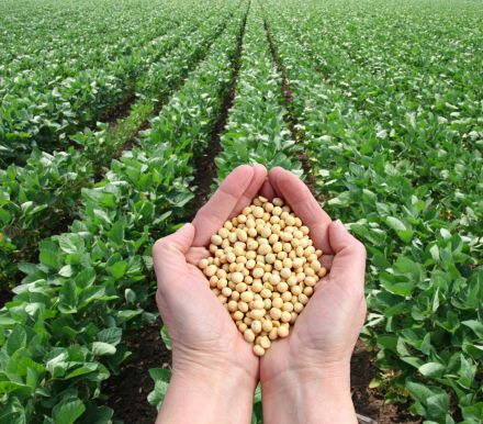 在种植季节到来之前，阿根廷的农民正与连续第三年的严重干旱作斗争，但今年他们有了一个新的策略来战胜干旱:种植大豆...