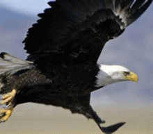 第二个鹰派哈克再次呼吁讨论缩减QE，美联储布的迷魂阵你看懂了吗？