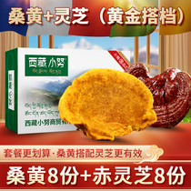Tibet straight hair total wild premium Phellinus 2000g and Ganoderma lucidum 2000g treatment pack