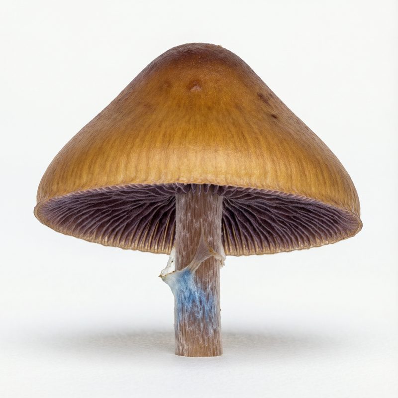 Potent Psilocybe
