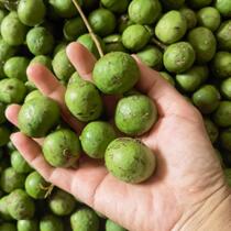 Fresh noodle fruit Niunianguo anemone fruit human face noodle silver twist ugly fruit silver chain with seeds 5kg 10kg