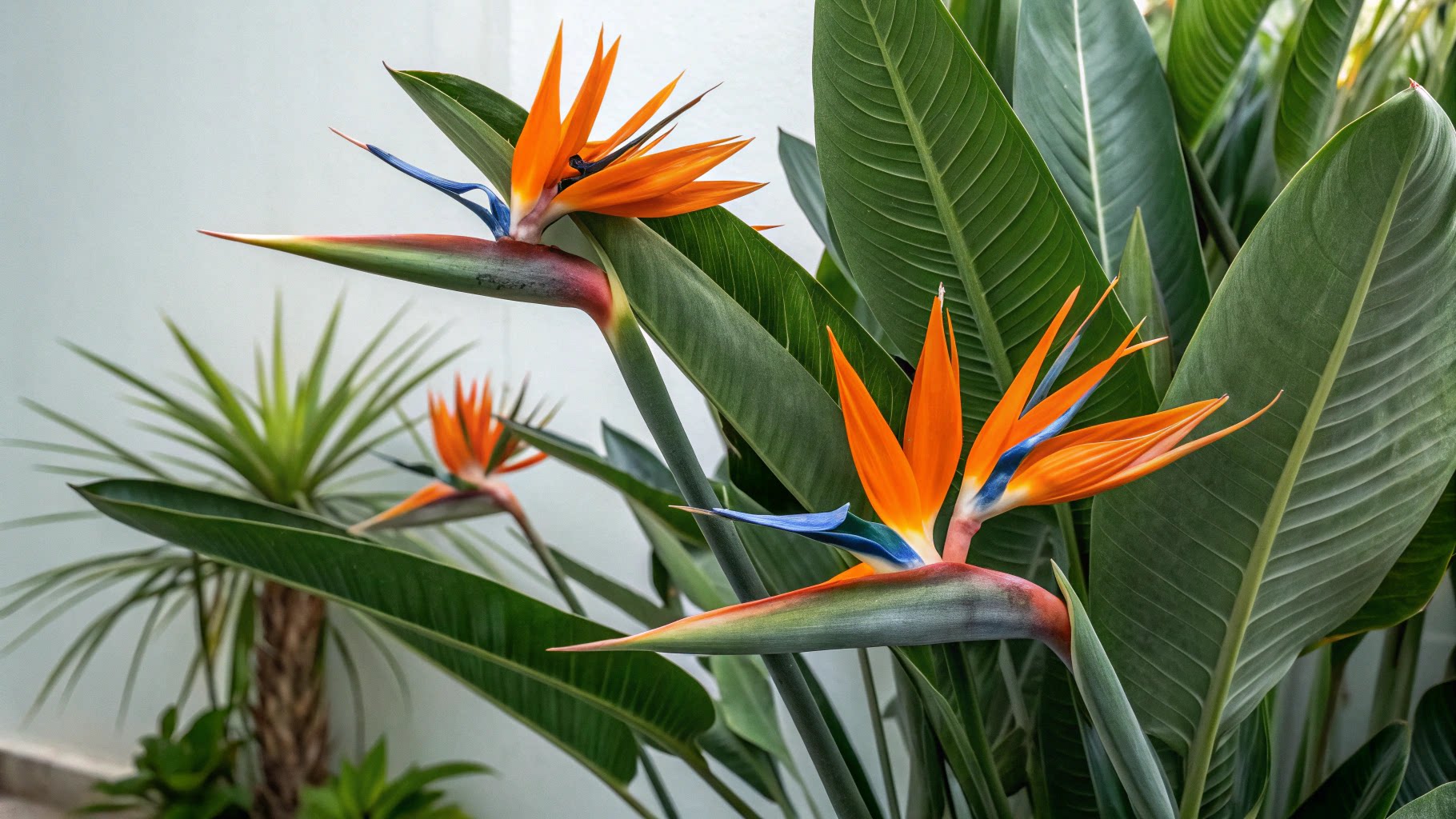 Birds Of Paradise Plant Care Guide Tips For Thriving Beauty