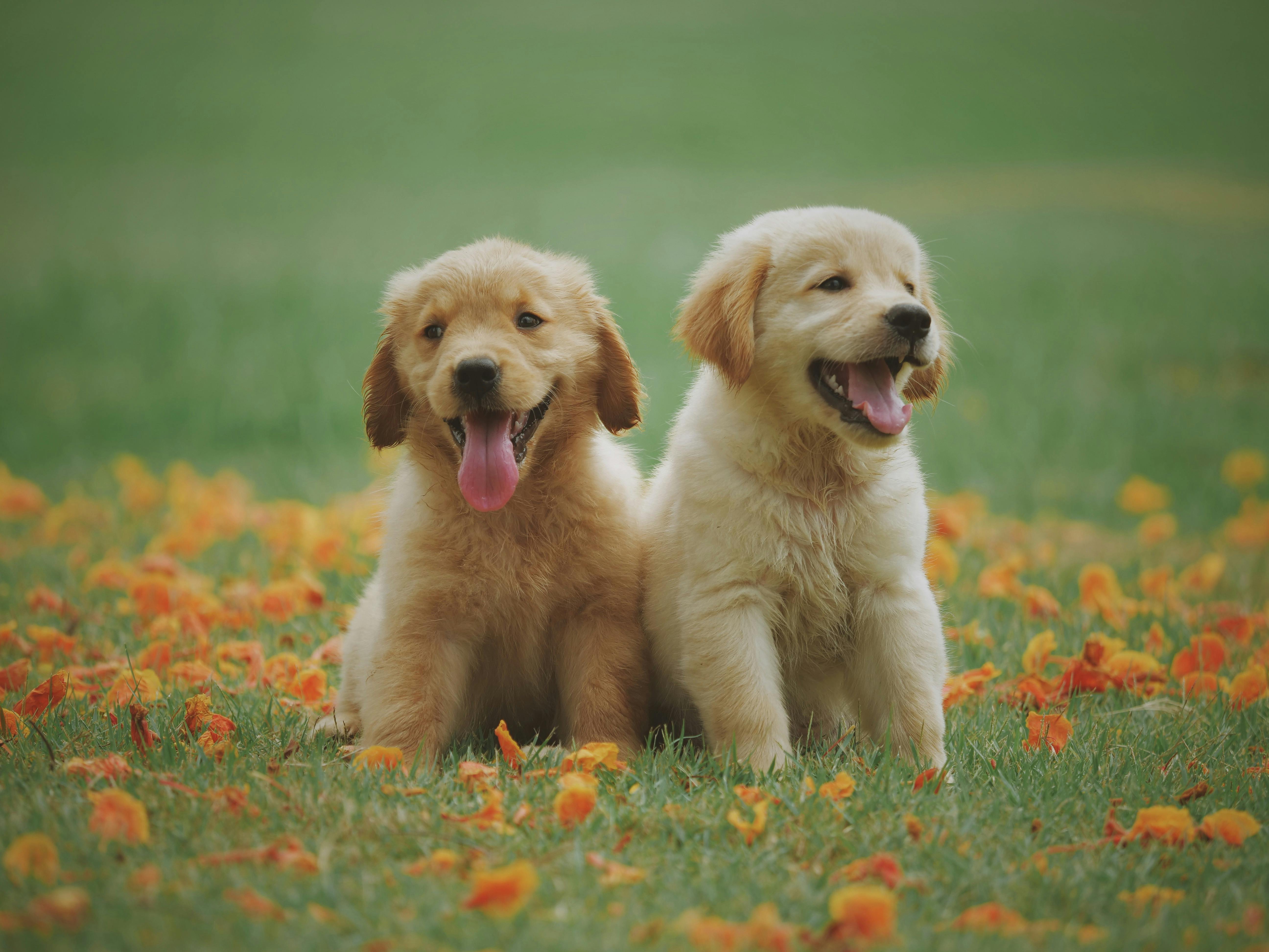Dogs playing