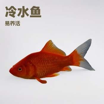 Live Goldfish Wholesale Goldfish Ornamental Fish Seedlings Goldfish Ornamental Fish Seedlings Fishing Fish Ornamental as Feed Fish