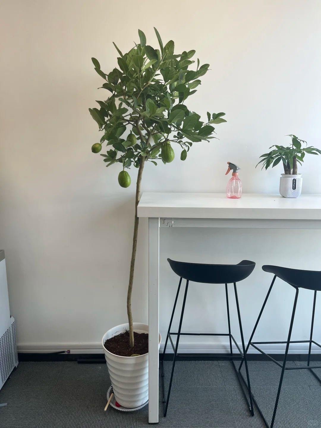 香水柠檬树大型绿植盆栽带花带果客厅室内阳台四季好养除甲醛可食评价- 淘宝网, image size:1080x1440