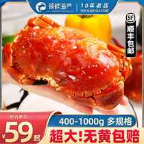 Bread crab golden crab fresh cooked frozen king crab extra large frozen raw swimming crab flying crab female crab imported from the UK