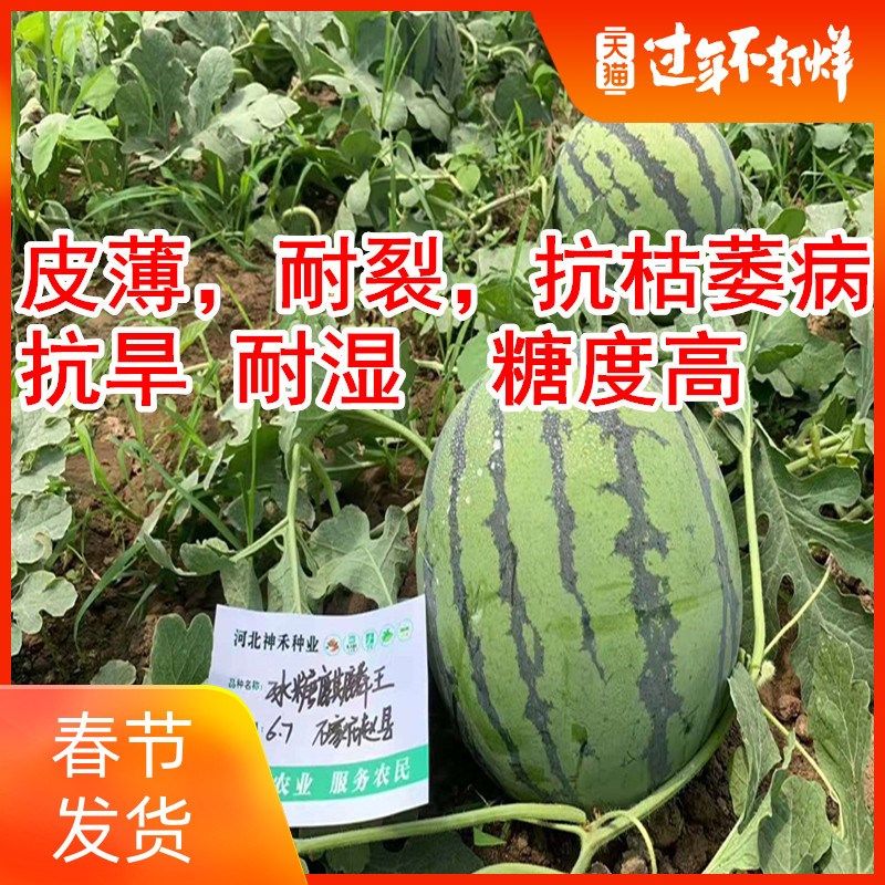Watermelon seeds Yellow soil watermelon seeds 8424 Unicorn watermelon seeds Early ripening southern four seasons high yield extra-large fruit sloth