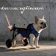 Dog Cart with Rear Wheelchair for Pets, Auxiliary Cart for Disabled or Paralyzed Animals, Rehabilitation Support, Elderly Wheelchair for Mobility Issues