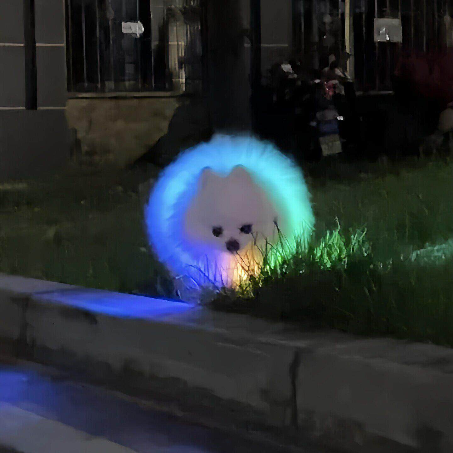 Dog walking artifact dog luminous collar night pet anti-lost locator fluorescent bright dog collar neck collar