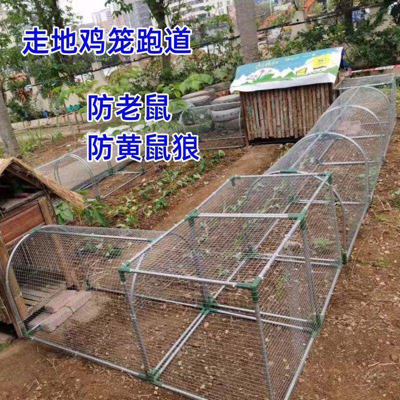 地下鉄の線路、陸上競技場、トンネル、ケージ式養鶏場、屋外の鶏小屋、中庭、農家などで飼育された鶏。
